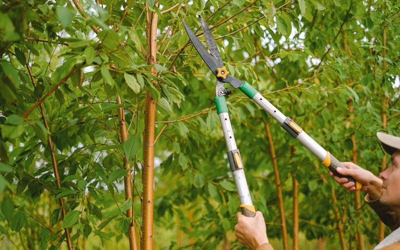 Tree trimming in Romney, IN